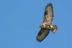 Poiana (Buteo buteo)