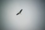 the heron the heron