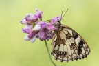 Melanargia galathea Melanargia galathea