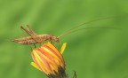 Oecanthus pellucens... Oecanthus pellucens...