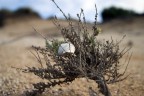 natura morta natura morta
