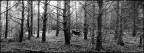 nel bosco