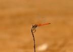 Libellula Primo scatto Libellula Primo scatto