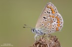 Aricia agestis