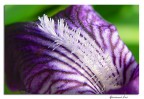 Iris siberica (close up) Iris siberica (close up)