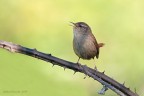 Scricciolo comune (Troglodytes troglodytes) Scricciolo comune (Troglodytes troglodytes)