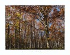 Inteccio autunnale Inteccio autunnale