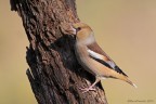 frosone comune (Coccothraustes coccothraustes)