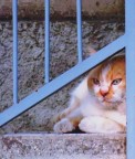 miao ! miao !