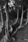 Foresta di pietra Foresta di pietra