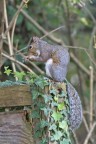 squirrel squirrel