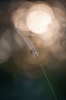 Tintarella Tintarella