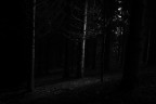 Nel bosco Nel bosco