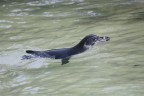 Pinguino delle galapagos Pinguino delle galapagos