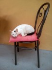 Gatto accomodato
