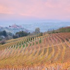 La vigna La vigna
