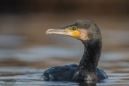 cormorano cormorano