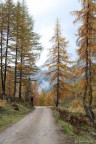 Alberi Alberi