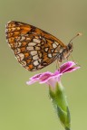 Melitaea phoebe Melitaea phoebe