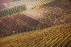 Disegnando con le vigne Disegnando con le vigne