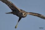 Falco pescatore Falco pescatore