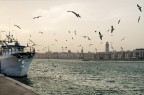 Bari
