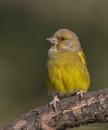 Il batuffolino Il batuffolino