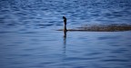 Solitario Solitario