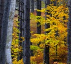 Giallo e Arancio Giallo e Arancio