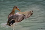 Vorrei volare..... Vorrei volare.....