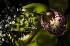 orchidea per compleanno orchidea per compleanno