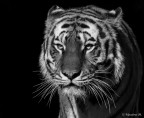 Tiger Tiger