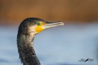 Ritratto di cormorano Ritratto di cormorano