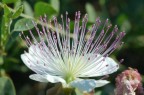 Fiore di cappero Fiore di cappero