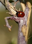 LadyBug 1