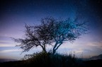 l'albero e le stelle l'albero e le stelle
