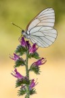 Aporia Aporia
