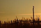 al tramonto.. al tramonto..