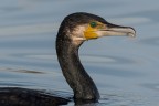 Nessie Nessie