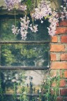 La finestra che profumava di glicine e rosmarino La finestra che profumava di glicine e rosmarino