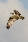 Falco pescatore Falco pescatore
