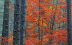 Sweet November - Parco Nazionale della Sila