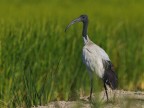 Ibis Sacro Ibis Sacro