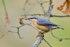 Picchio muratore_sitta europea Picchio muratore_sitta europea