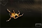 Aracnofobia Aracnofobia