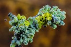 Asteroide Asteroide