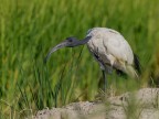Ibis Sacro Ibis Sacro