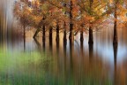 Submerged trees n° 2 Submerged trees n° 2