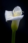 calla(1) calla(1)