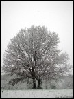 Bianco stretto Bianco stretto